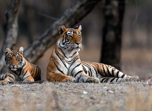 Golden Triangle Tour with Ranthambore