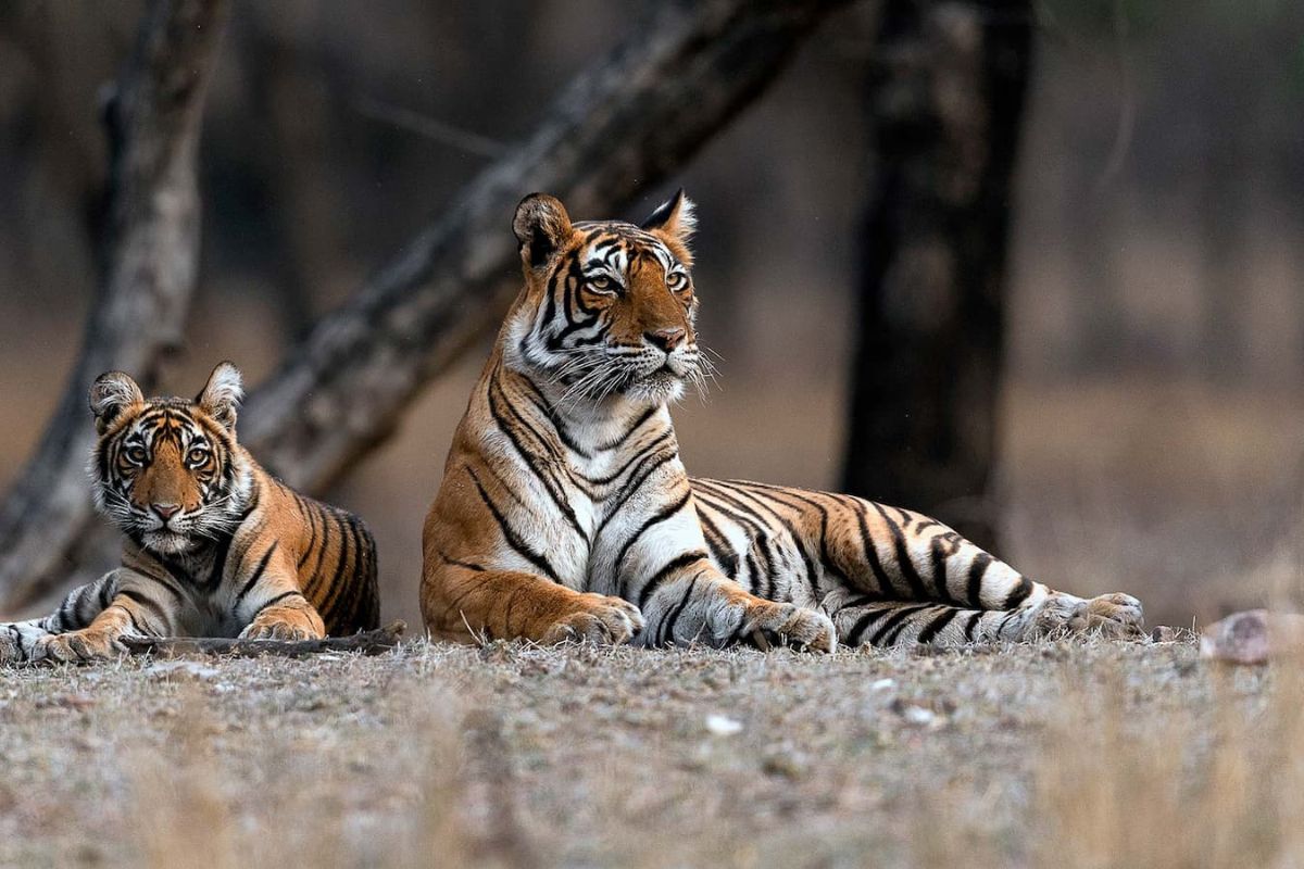 Golden Triangle Tour with Ranthambore